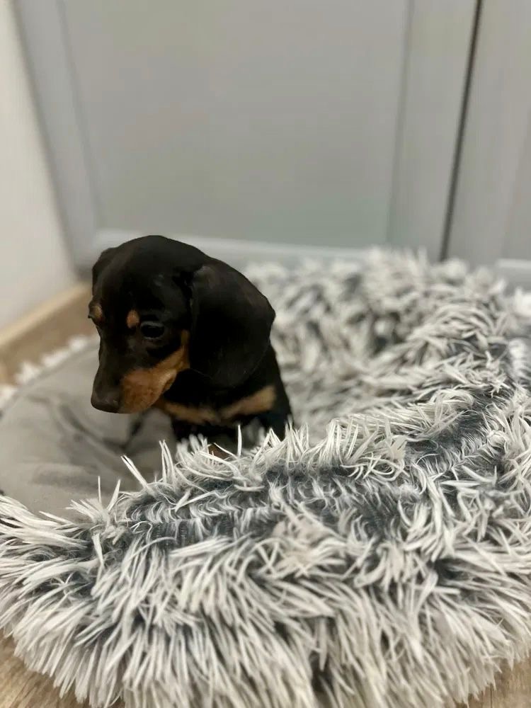 Jezevčík hladkosrstý trpasličí - 2