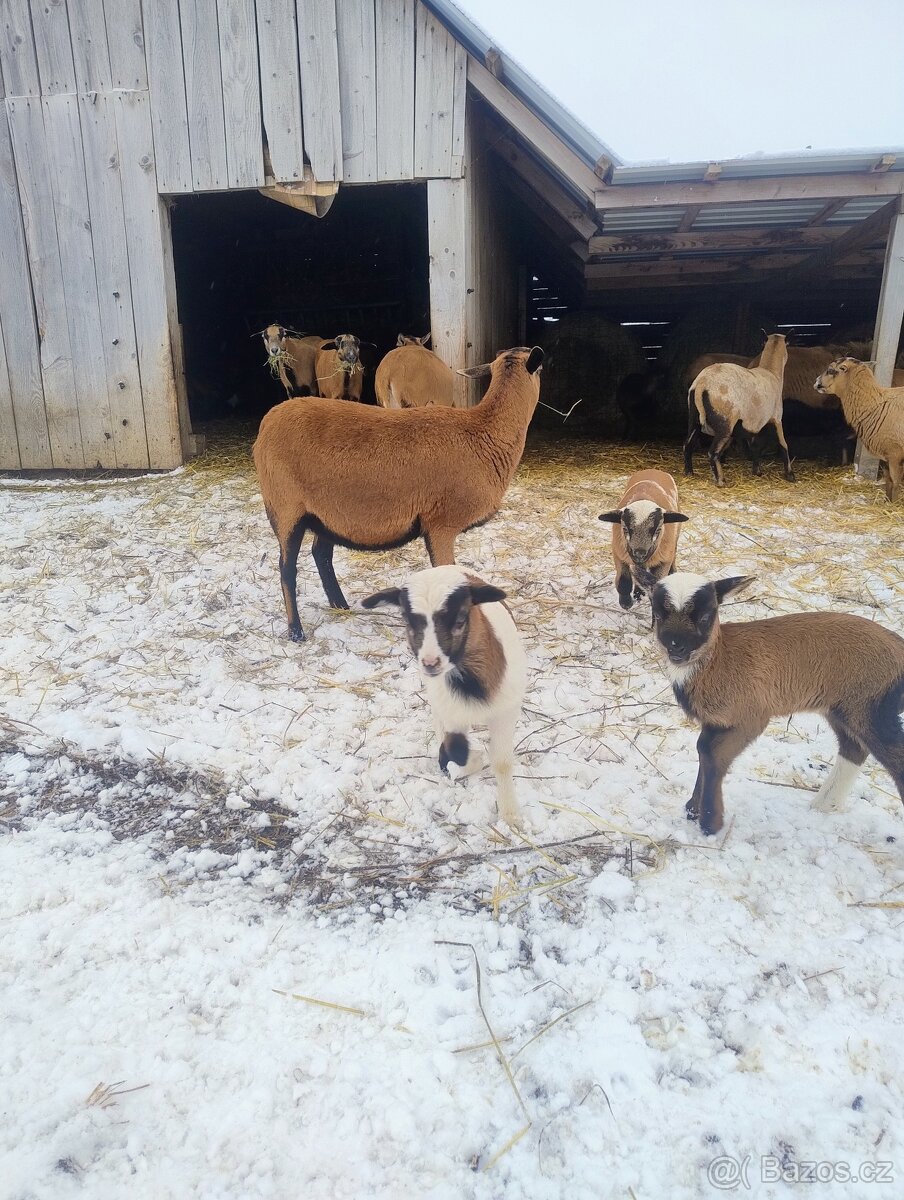 Prodám kamerunské ovce - 2