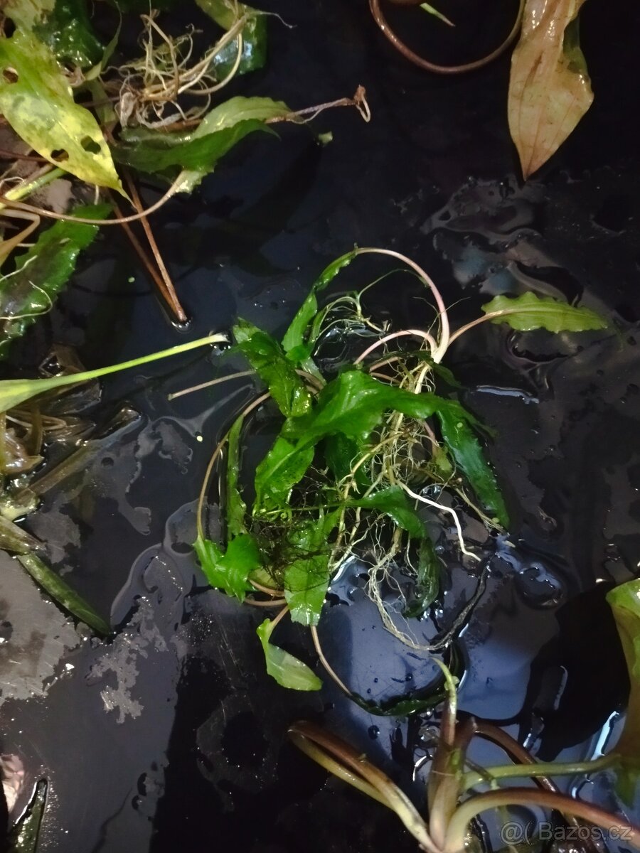Akvarijní rostlinky - 2