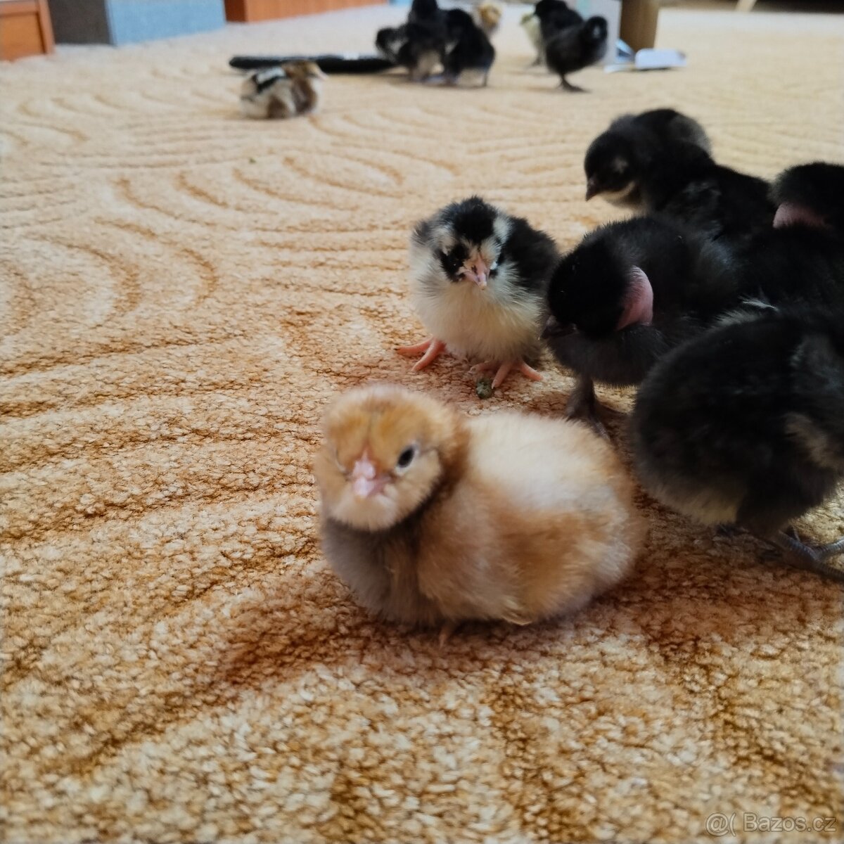 Kuřata - 2