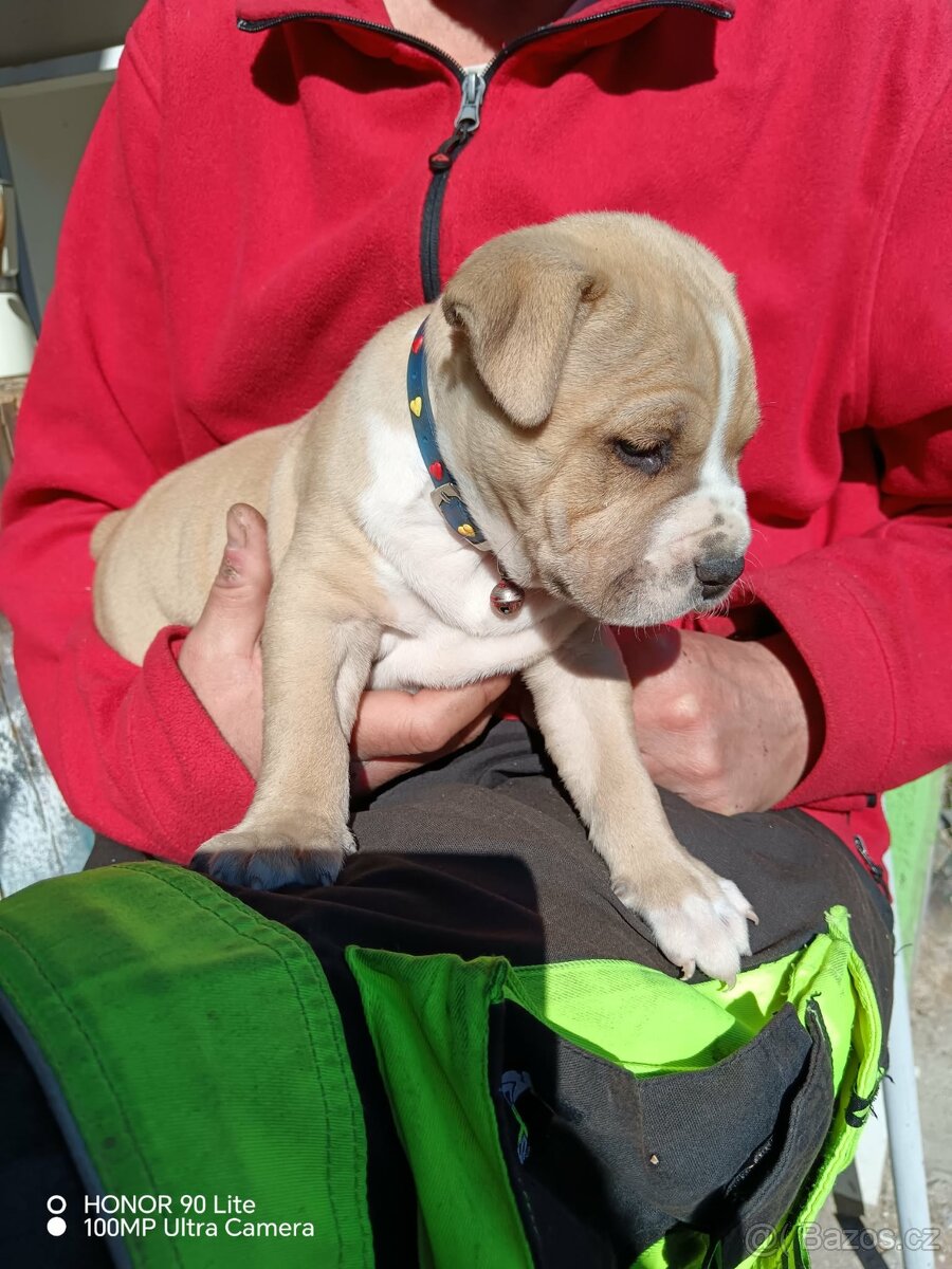 Americký stafordšírský teriér - 2