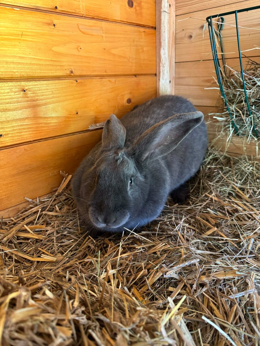 Moravský modrý-samice - 2