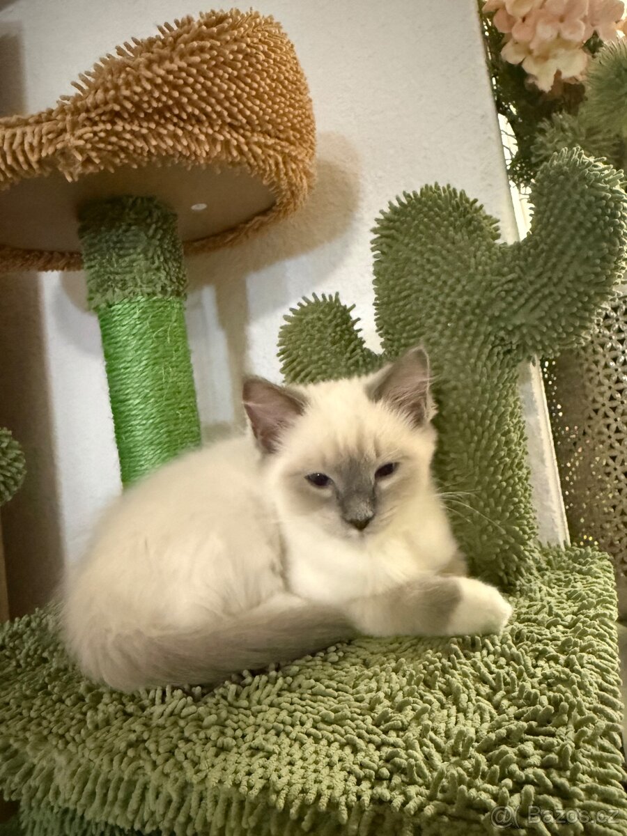 Ragdoll - 2