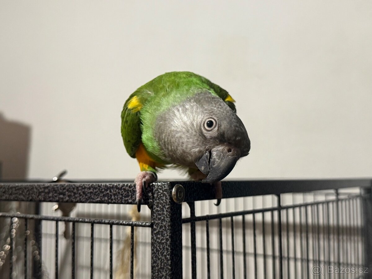 Papoušek Senegalský s klecí - 2