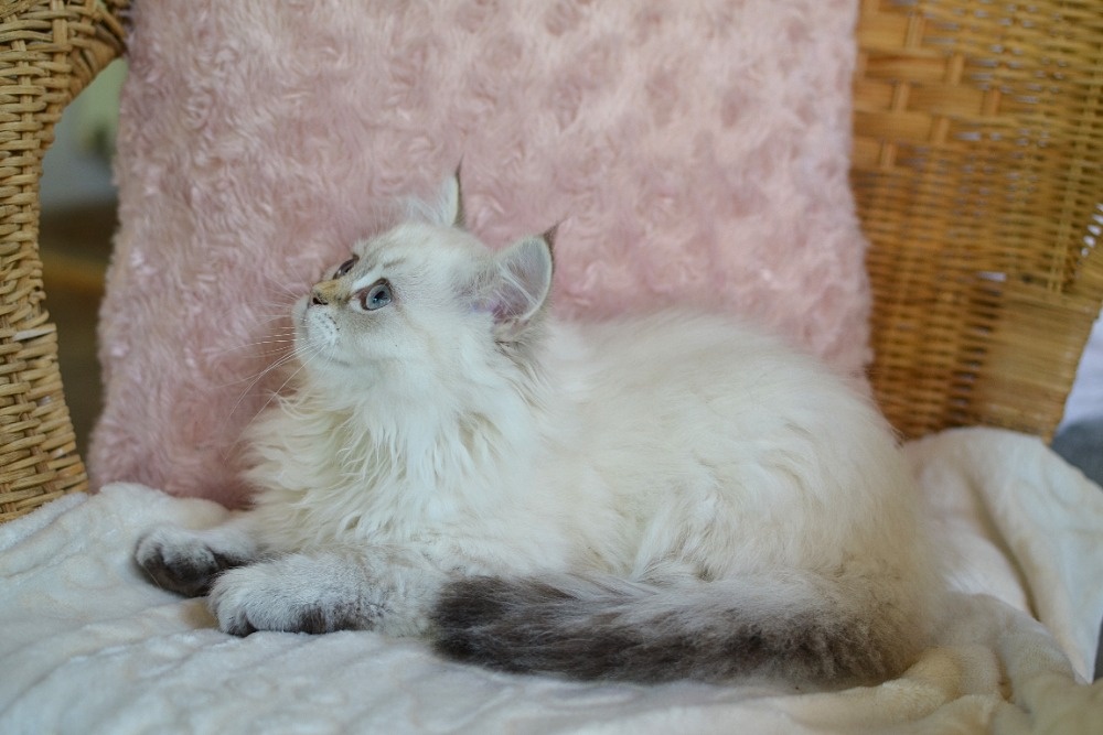 Krásný kocourek s PP ihned k odběru - 2