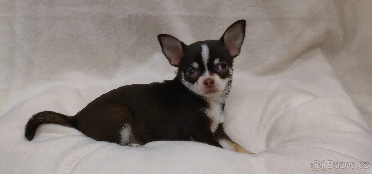 Čivava krátkosrstá - 2