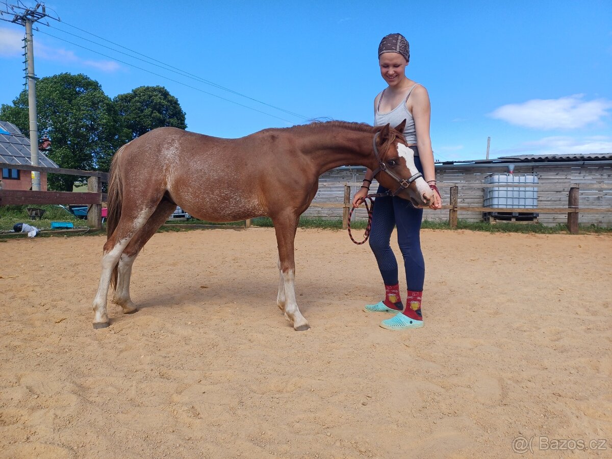 Prodám hrebečka WPB - 2