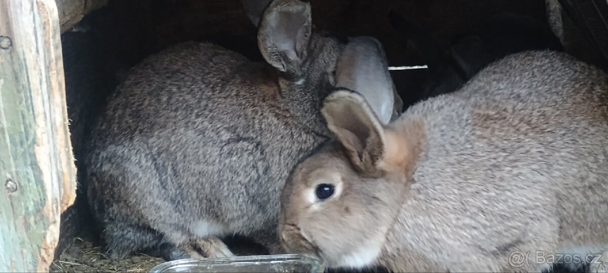 Králíky samce i samice - 2