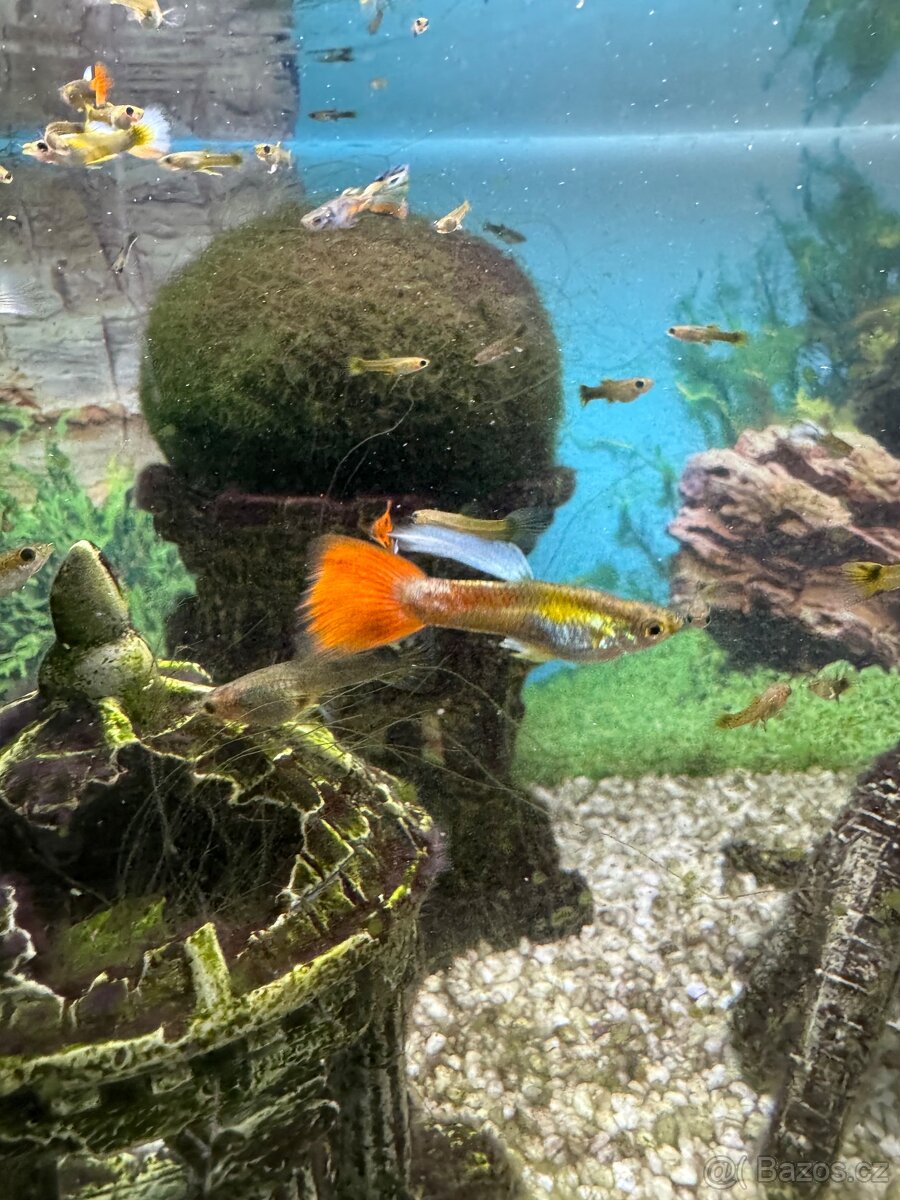 Samecci pavi ocka ZDARMA - 2