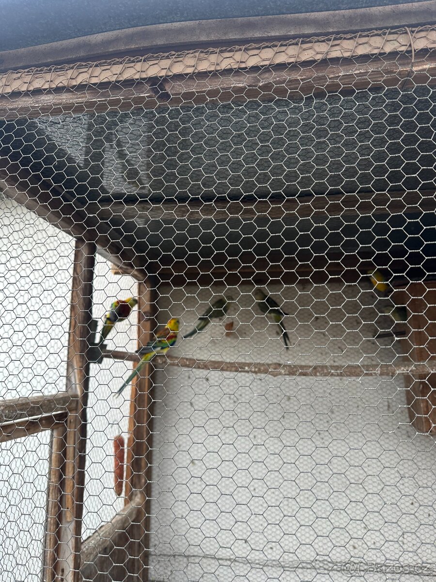 Alexandři, papoušci, rozely - 2