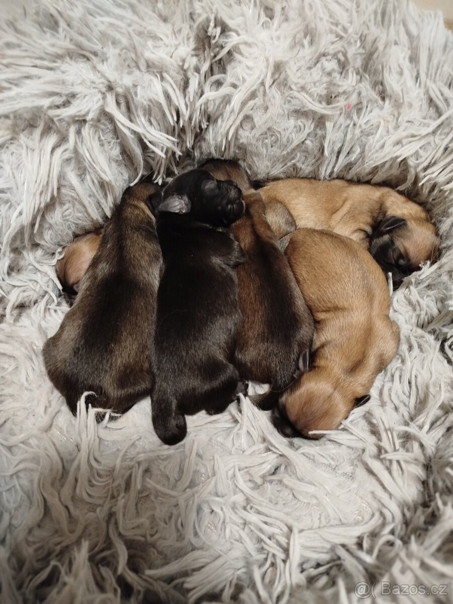 Tibetský španěl - štěňata s PP - 2