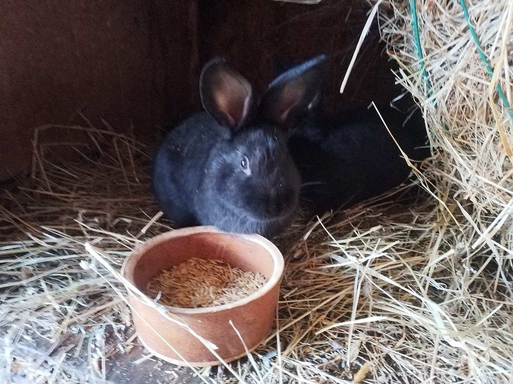 Mladí králíci - 2