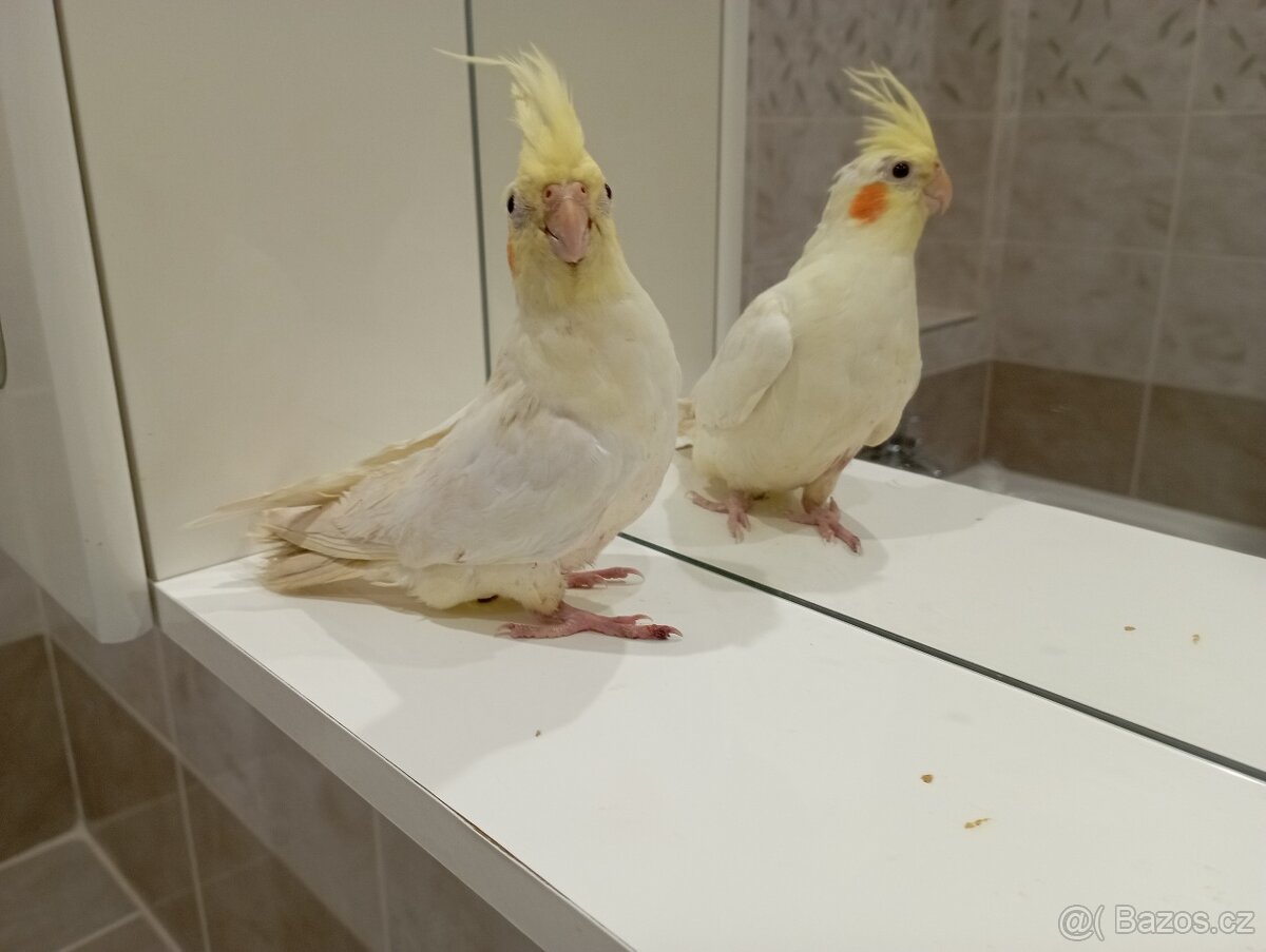 Korelky ručně dokrmené Brno - 2