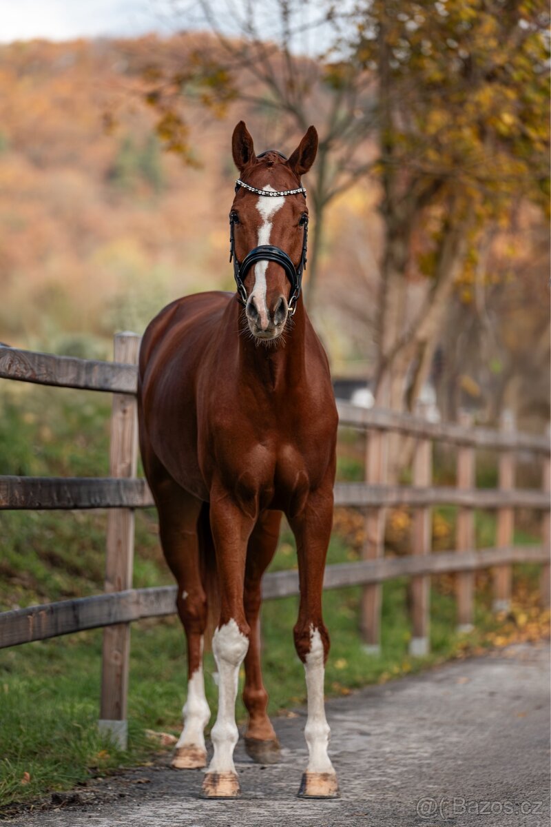 Nádherný 5r valach do športu - 2