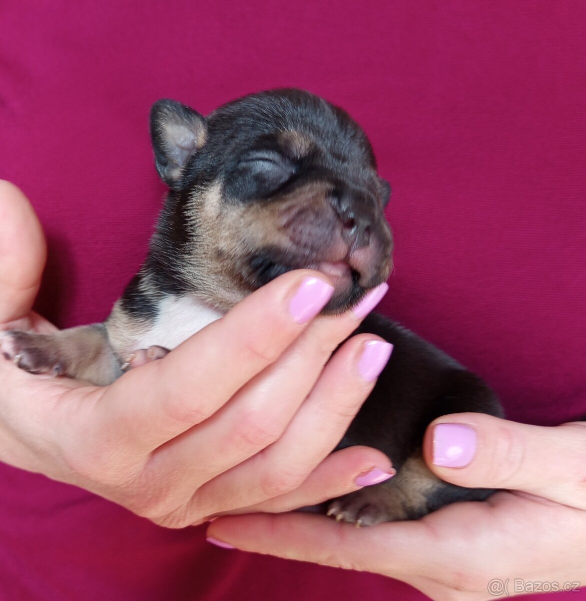 Štěňátka American bully pocket s PP - 2