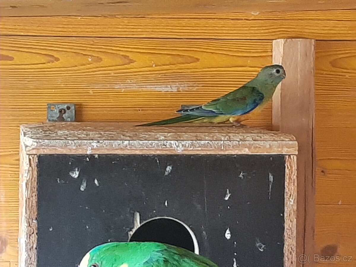 Neofema tyrkysova - 2