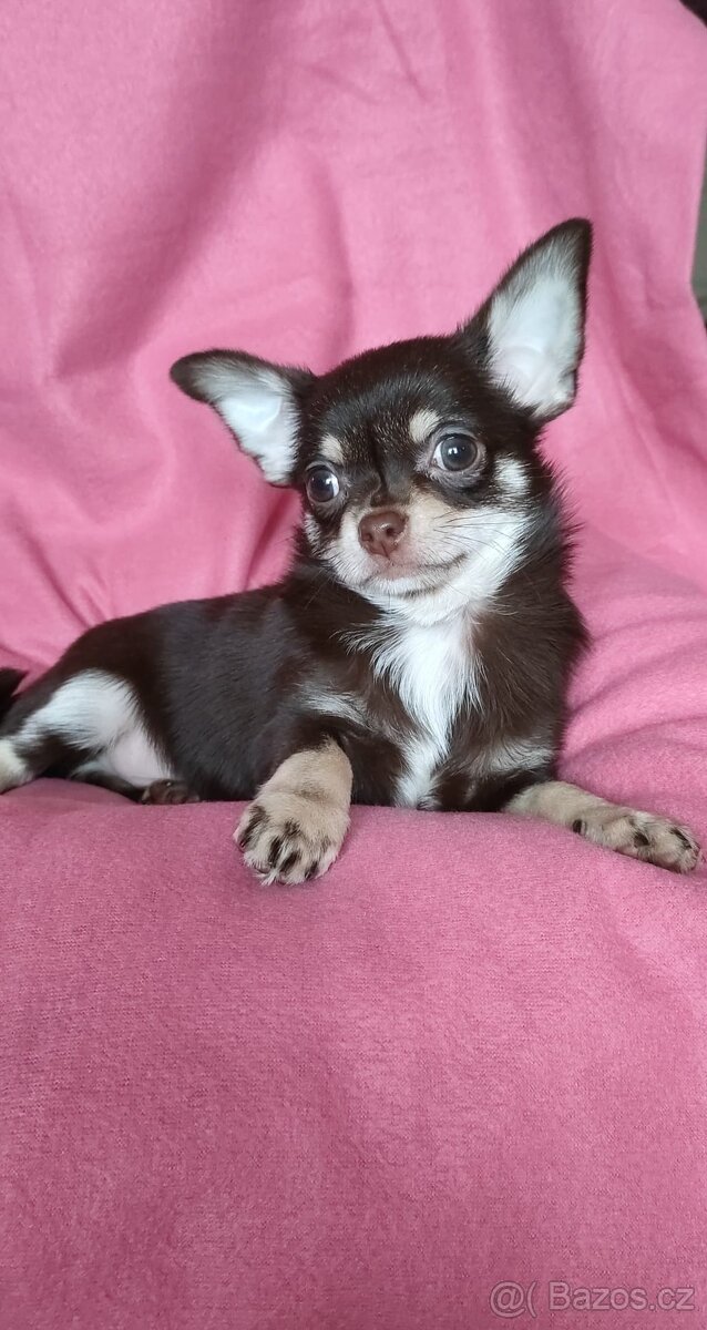 Čivava krátkosrstá - 2