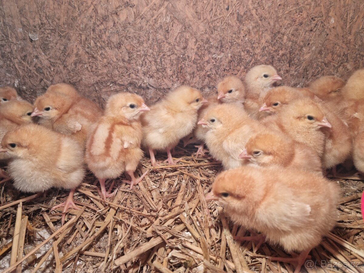 Brojlerová kuřata, brojleři, kuřátka - 2