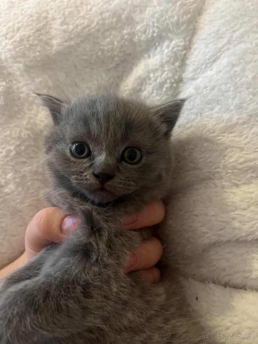 Kocour - 2