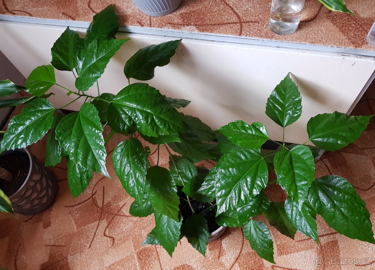 Větší ibišek, 2 ks - 2