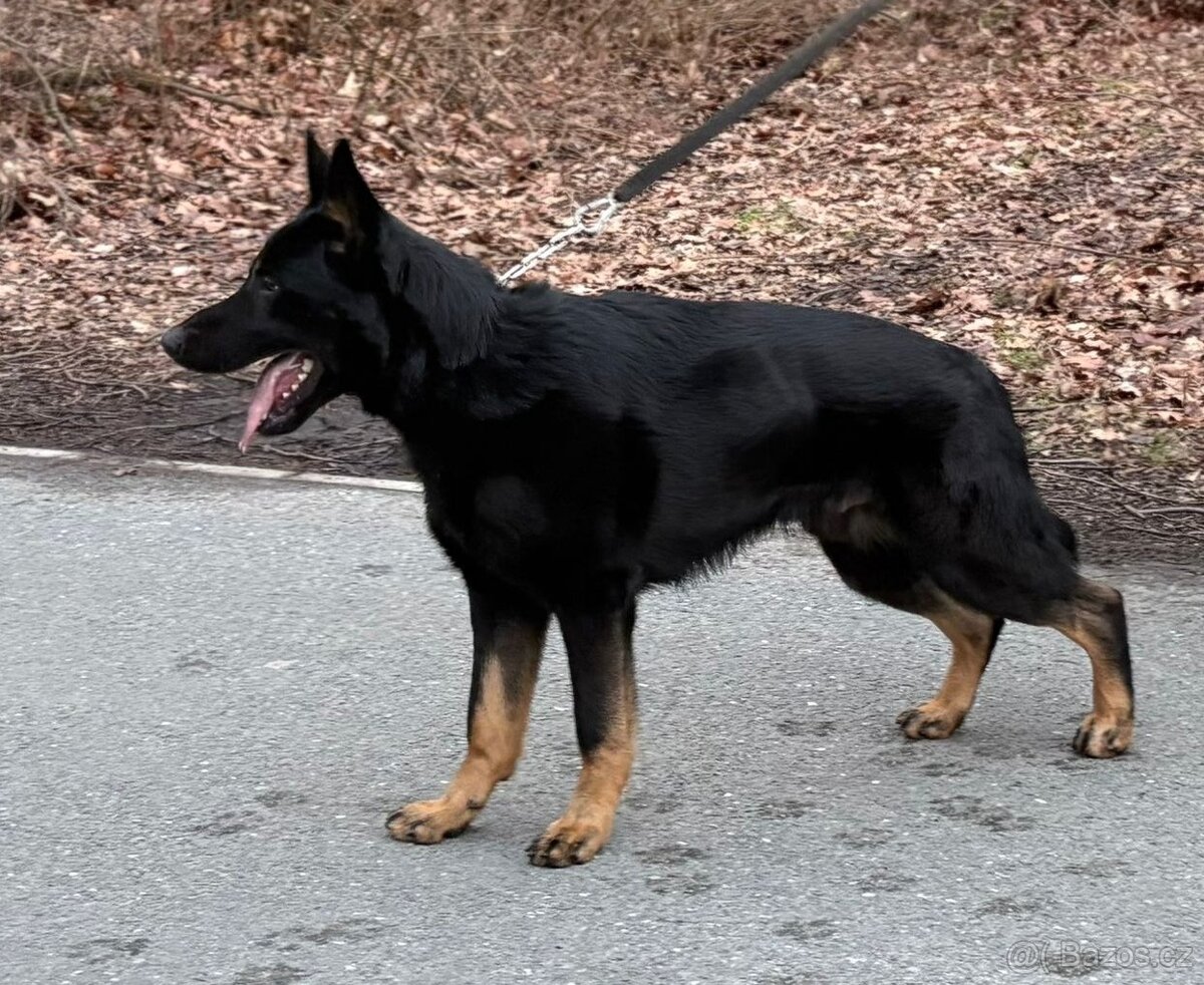 Německý ovčák - 2