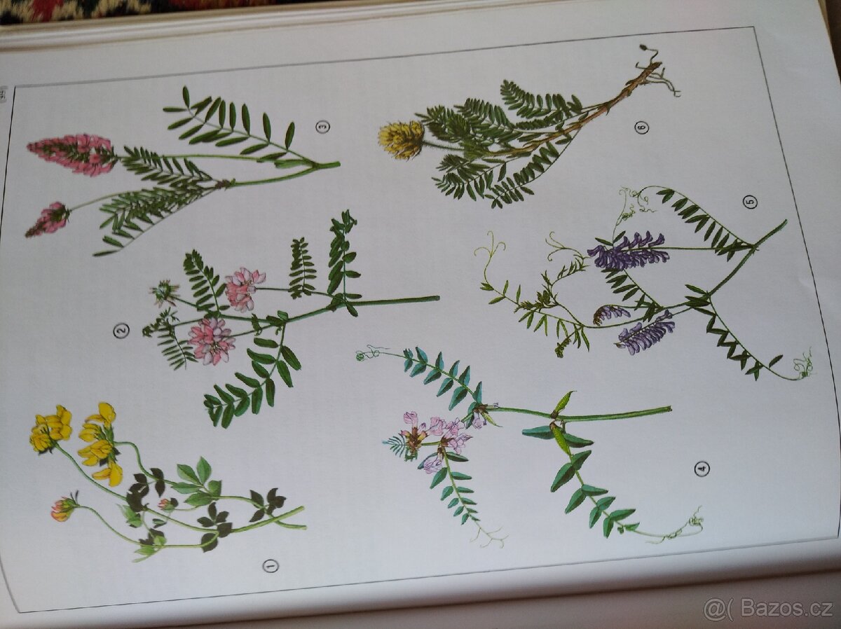 ENCYKLOPEDIE PRIRODY - 2