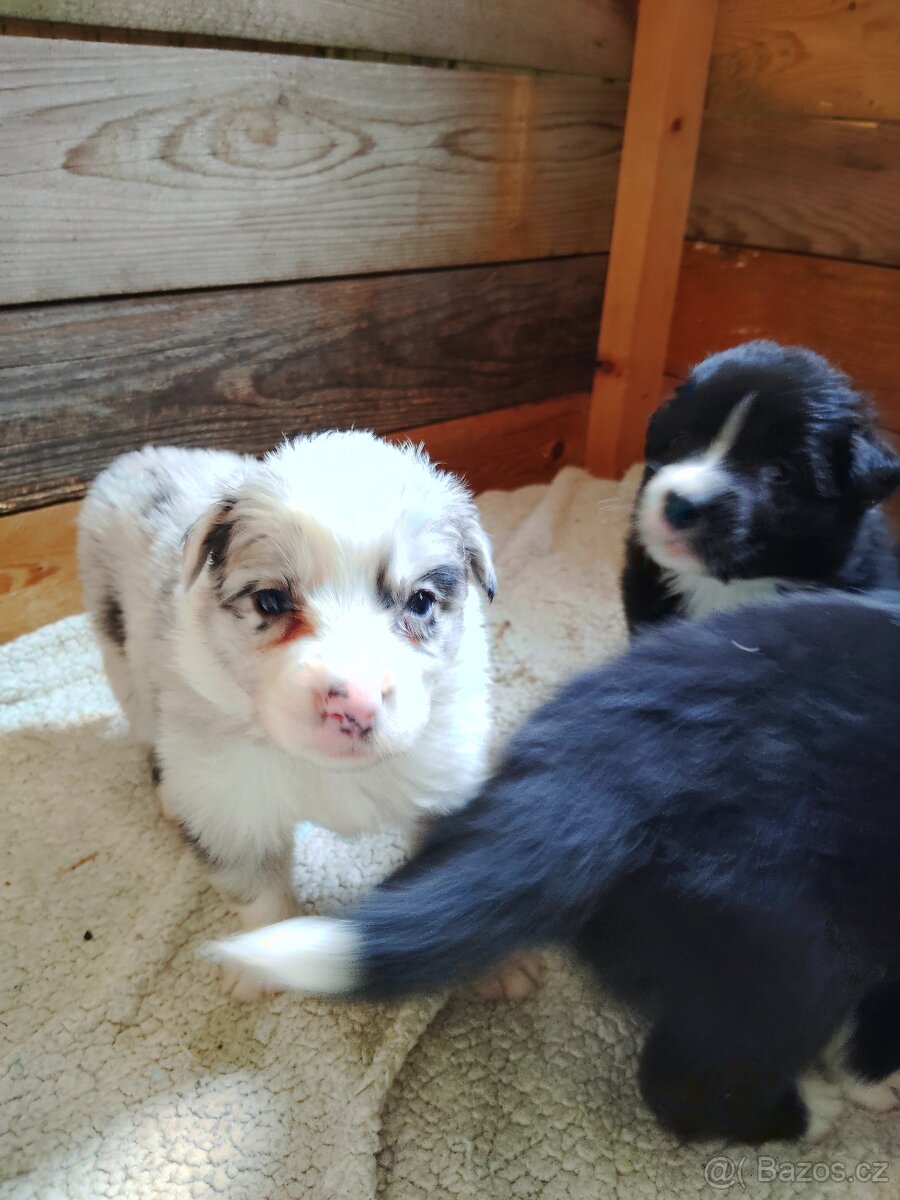 Štěňata border kolie - 2