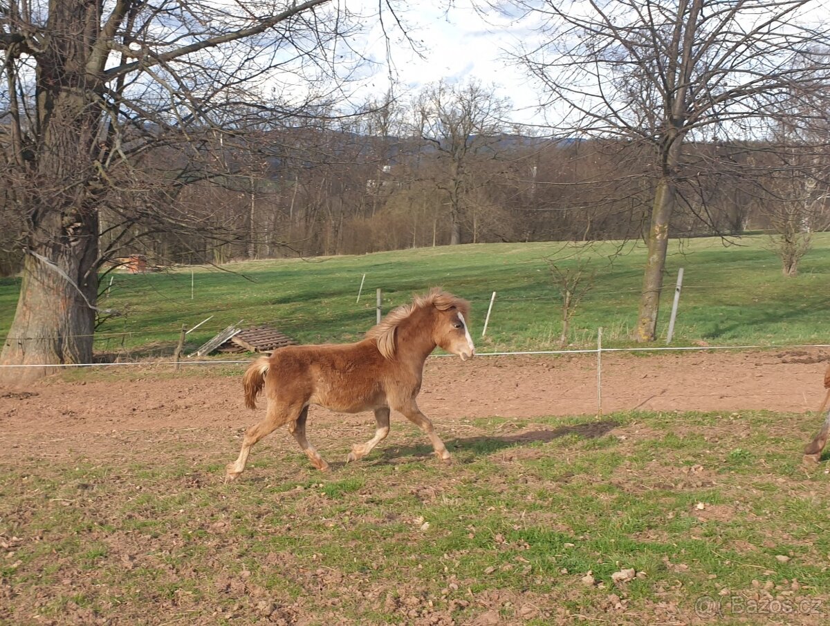 Klisnčka WPB - pony - 2