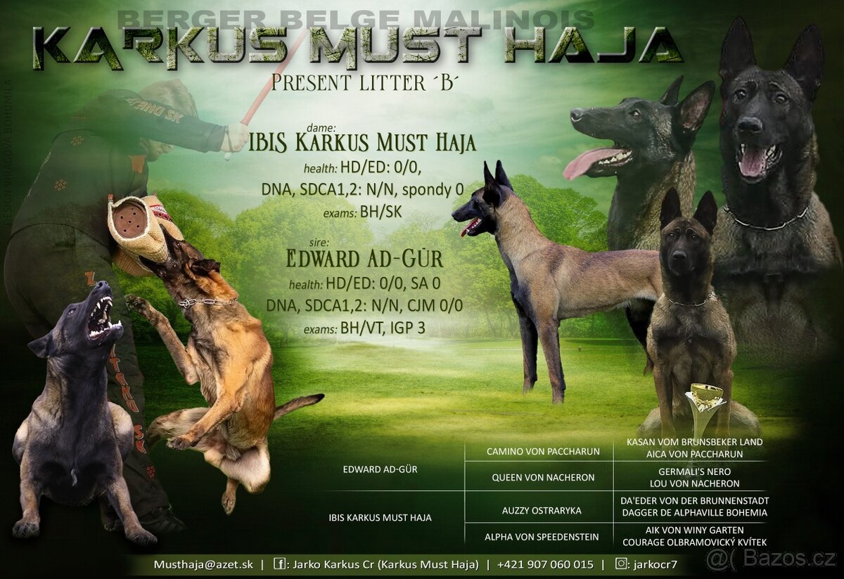 Belgický ovčák malinois - 2