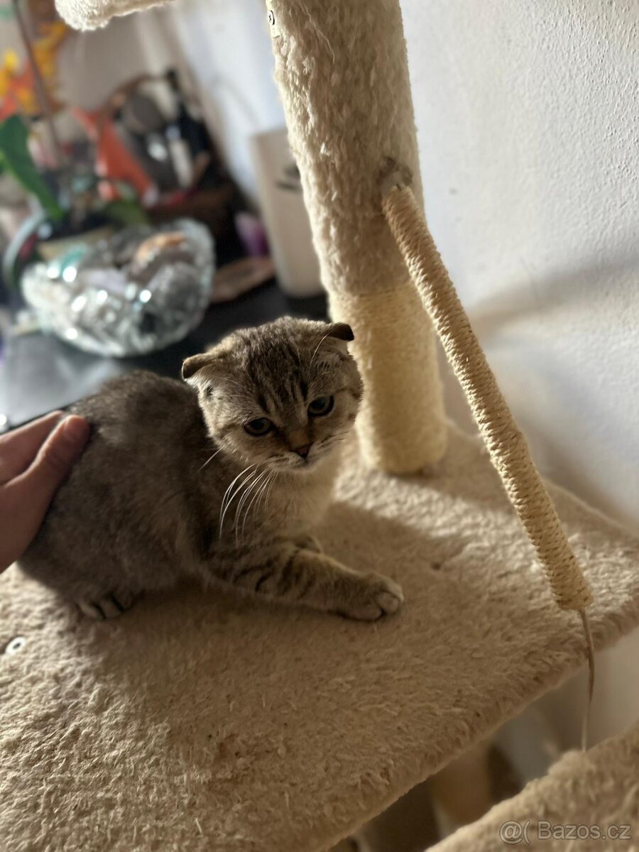 Skotská koťáta - 2