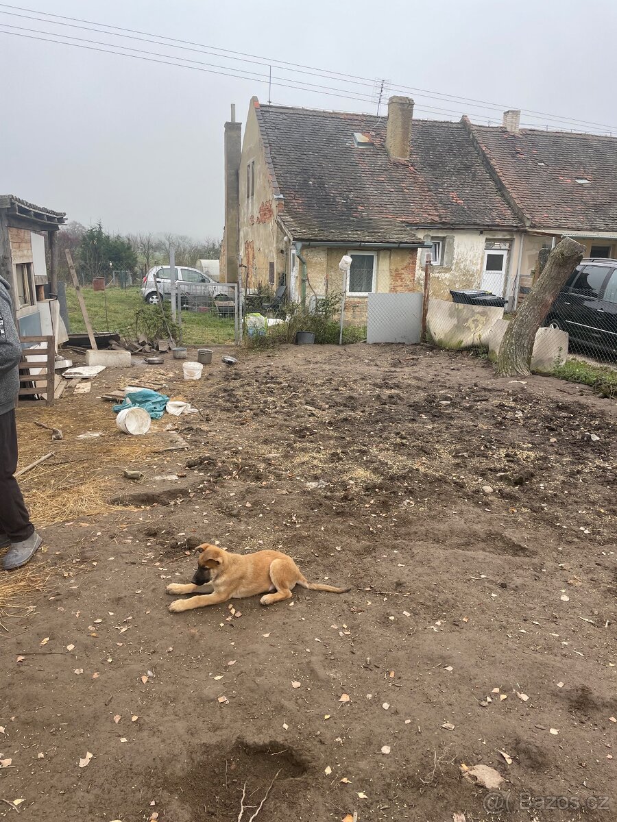 Štěně vlčáka - 2