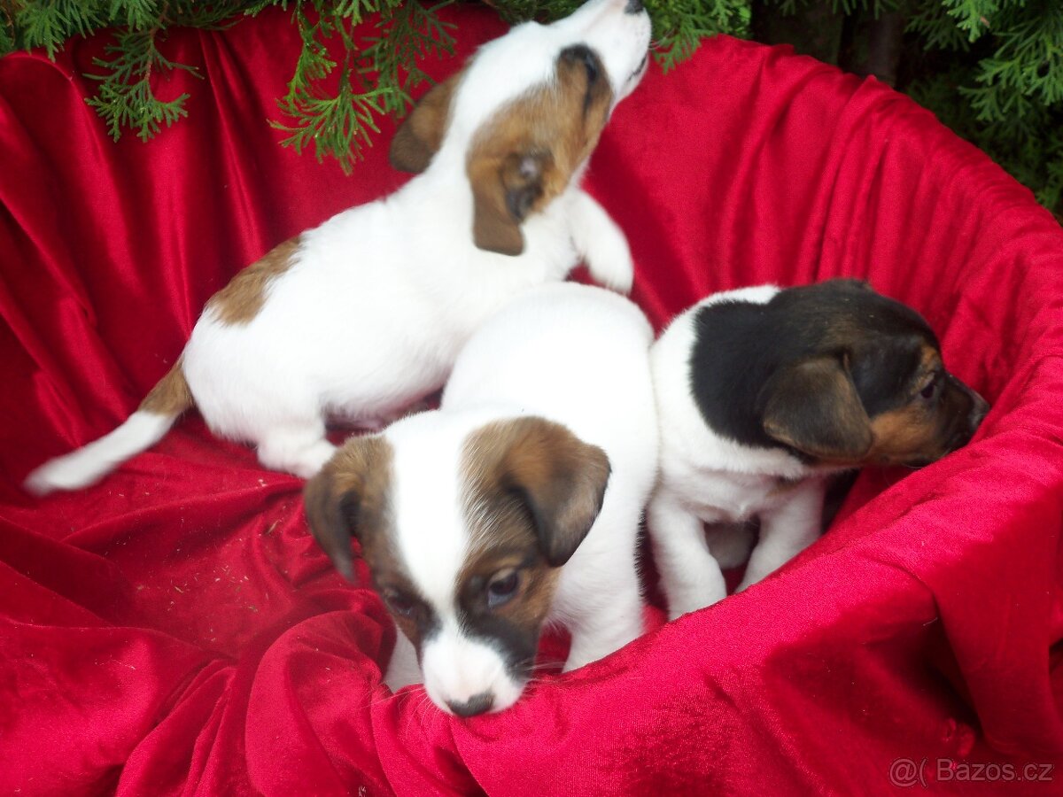 Jack Russell teriér-hladkosrstý - 2