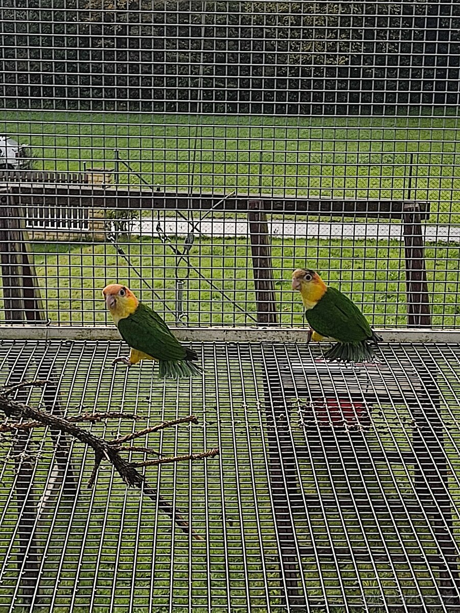 Amazonek bělobřichý - 2