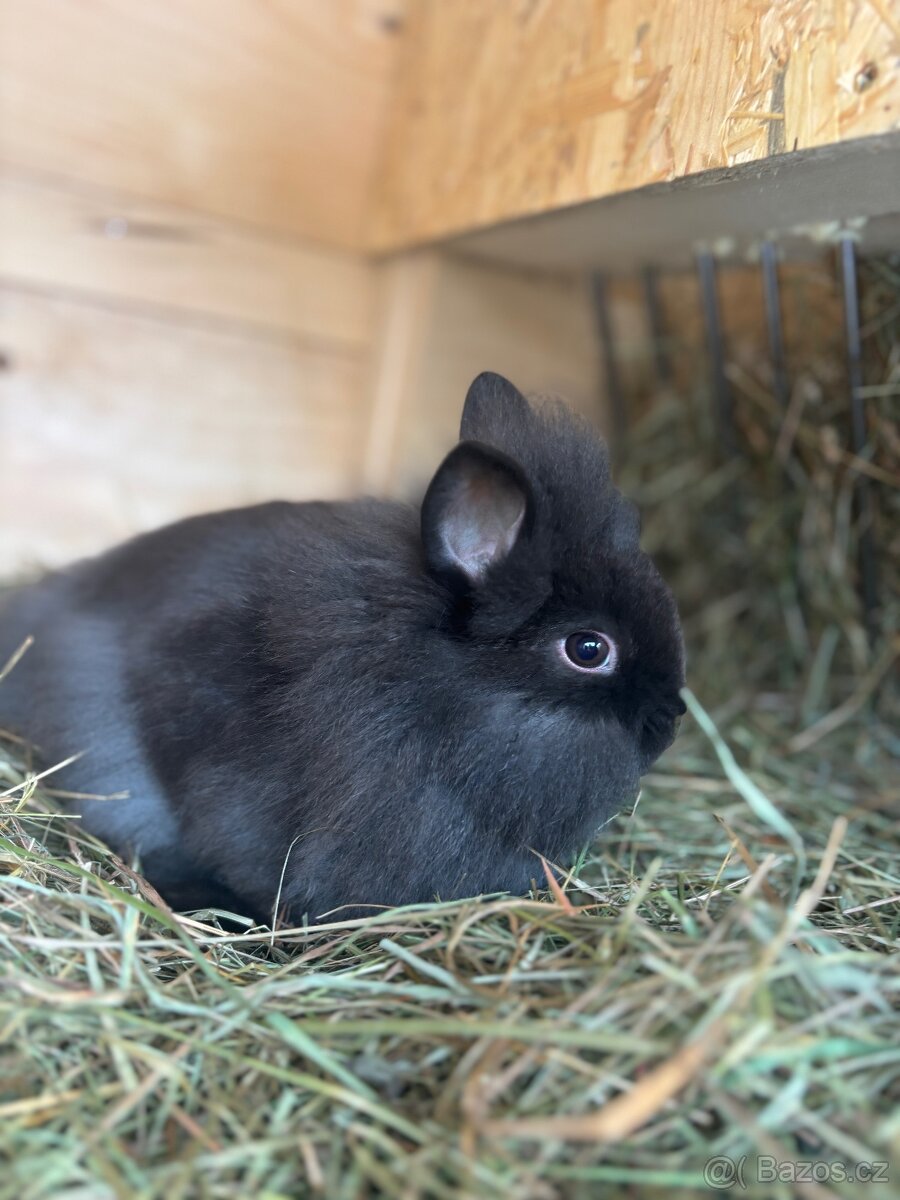 Zakrslí králíčci - 2