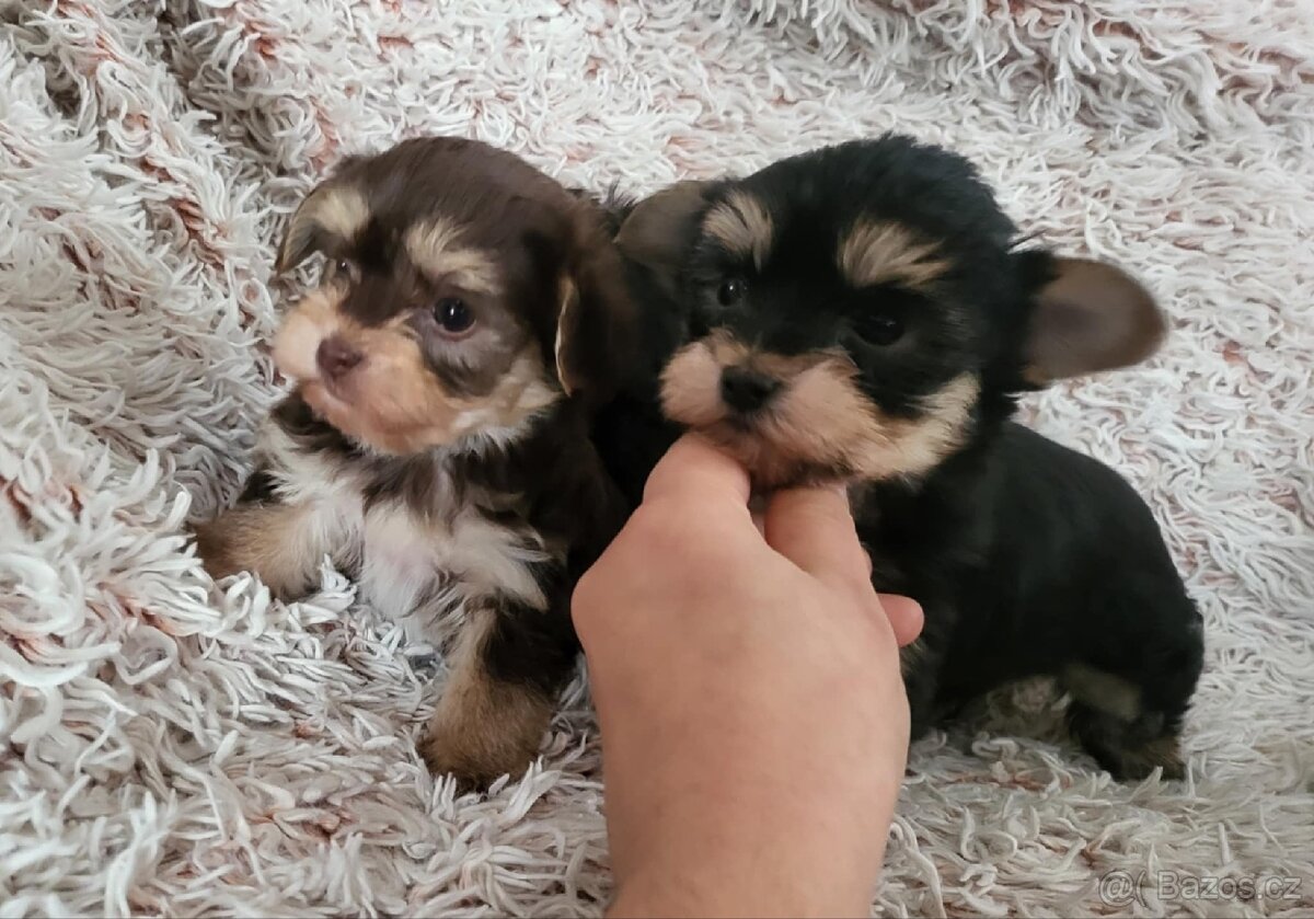 Jorkšírský teriér bez pp. - 2