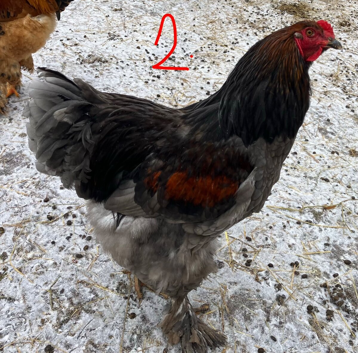 Kohout Brahmánky - 2