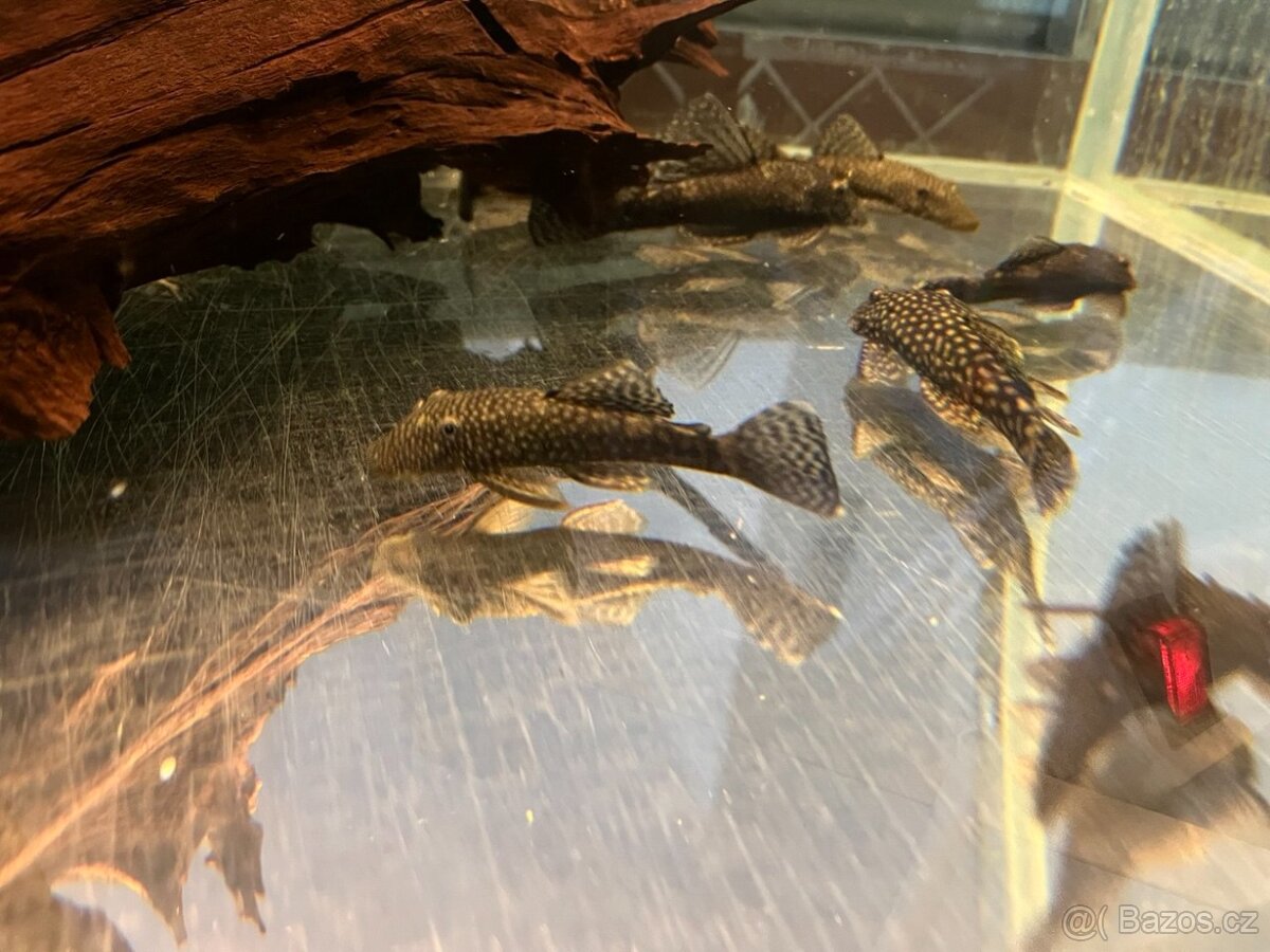 Krunýřovec Ancistrus - 2