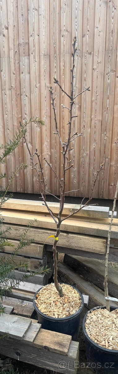 Hrušeň konference - 2