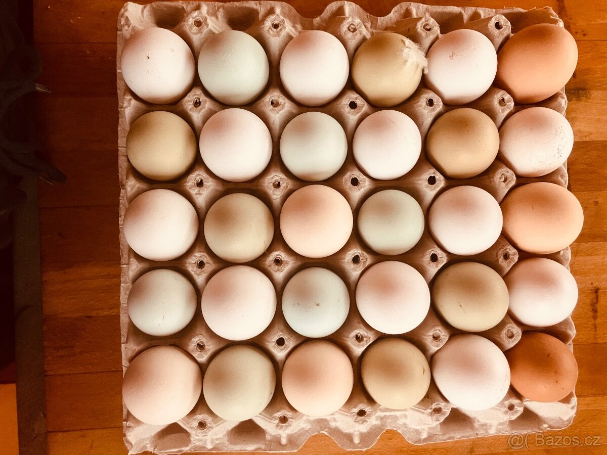 Prodám domácí vejce - 2