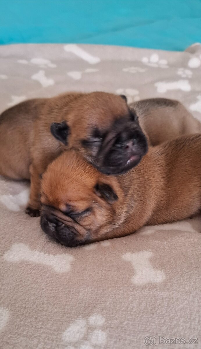 Francouzsky buldoček - 2