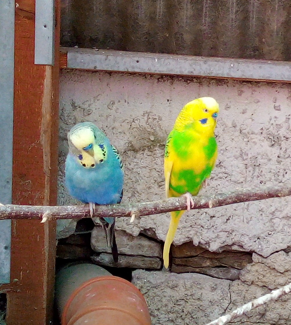 Andulka vlnkovaná - 2