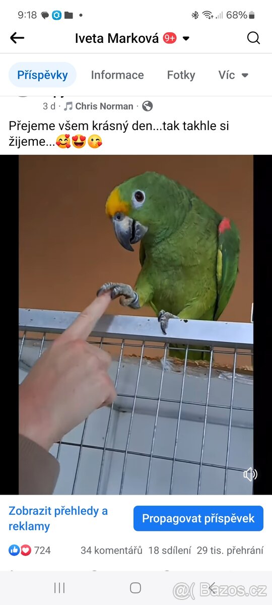 Amazoňan surinamský - 2