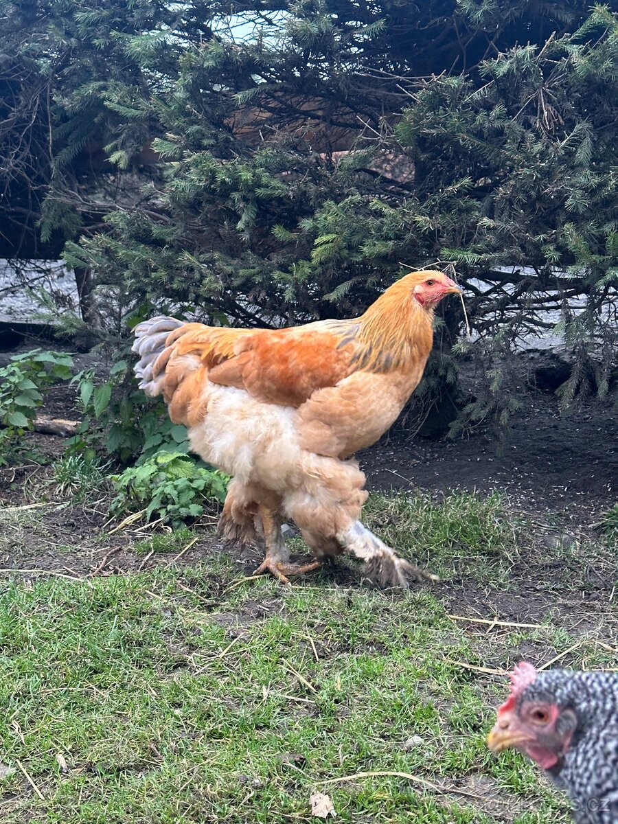 Kohouti Brahmanek - 2