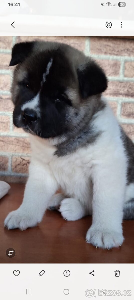 Štěňátka americká akita - 2
