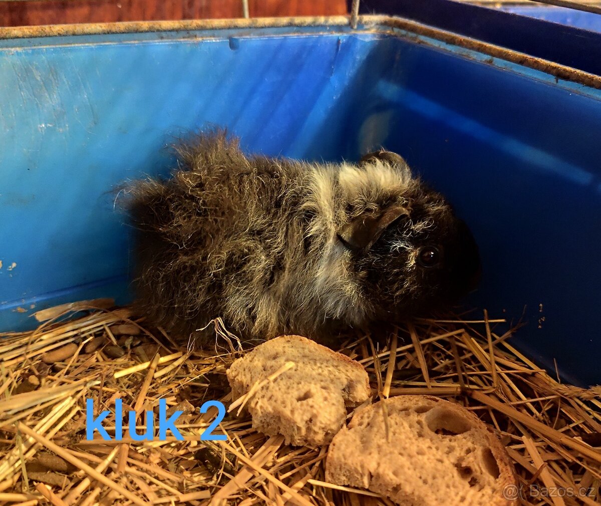 morče, morčátko - 2