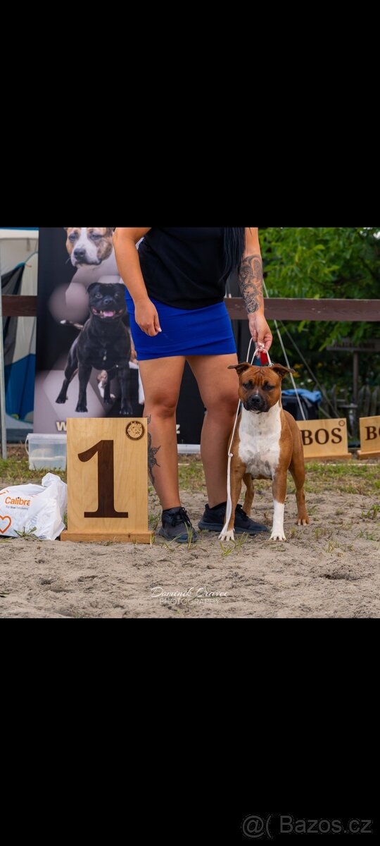 Americký stafordšírský teriér - 2