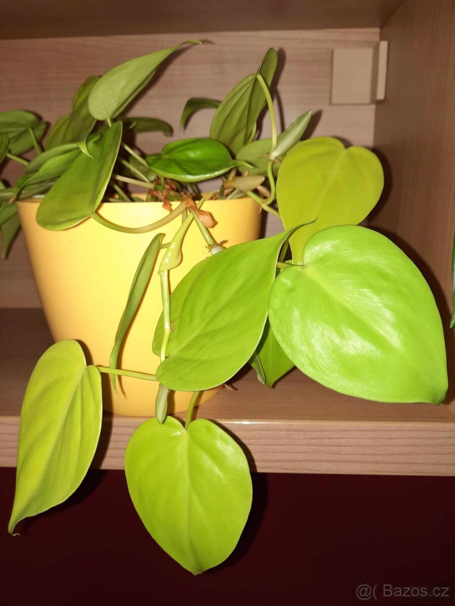 Philodendron scandens a lemon lime - 2