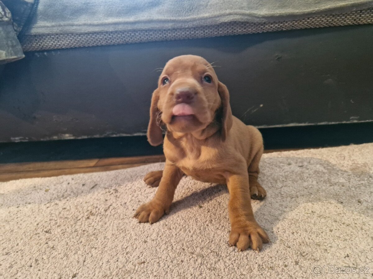 Madarska vyzla sPP - 2