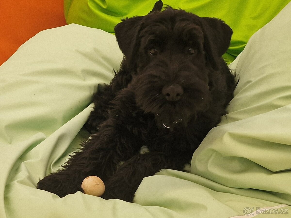 Knirač střední černý štěňatka - 2