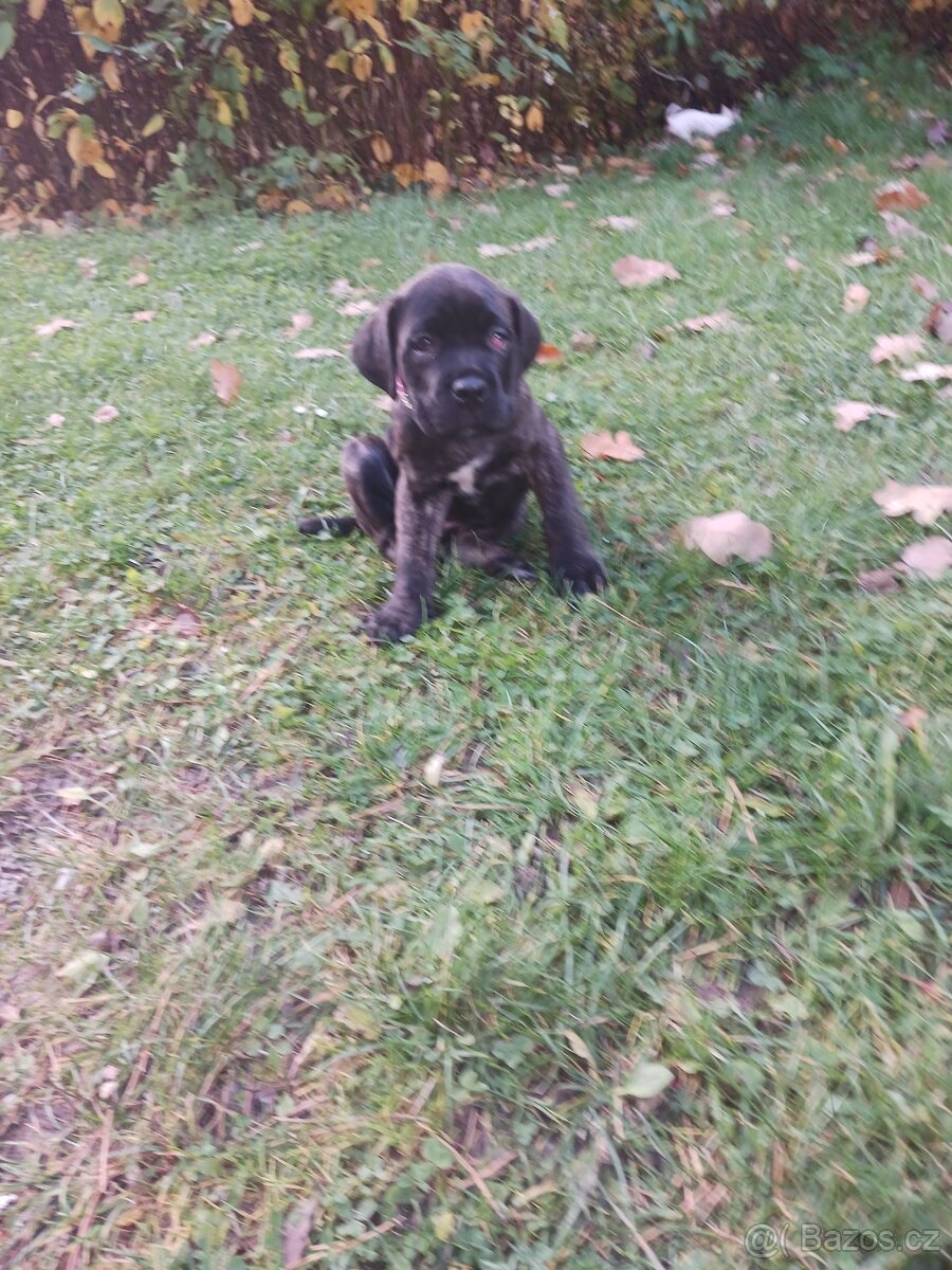 Cane corso - 2
